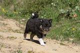 CHIEN FINNOIS DE LAPONIE 048